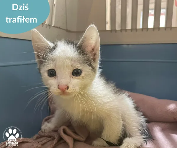Znaleziono kota, Dąbrówka, 27 czerwca 2024 (2/2)