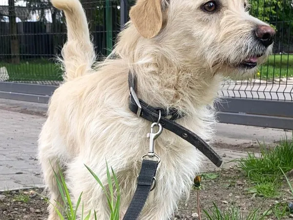 Pies do adopcji, Pawłowo, 2 maja 2024 (1/3)