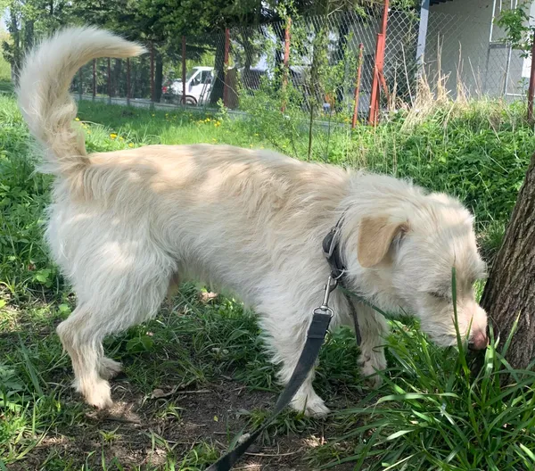 Pies do adopcji, Pawłowo, 2 maja 2024 (2/3)