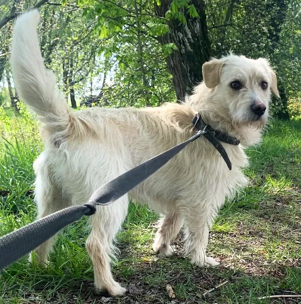 Pies do adopcji, Pawłowo, 2 maja 2024 (3/3)