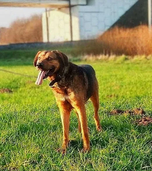 Pies do adopcji, Pawłowo, 4 kwietnia 2024 (1/2)