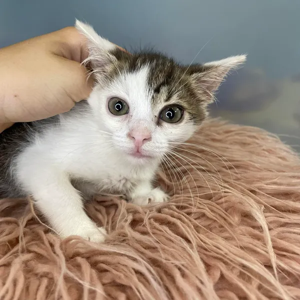 Kot do adopcji, Kielce, 1 lipca 2024