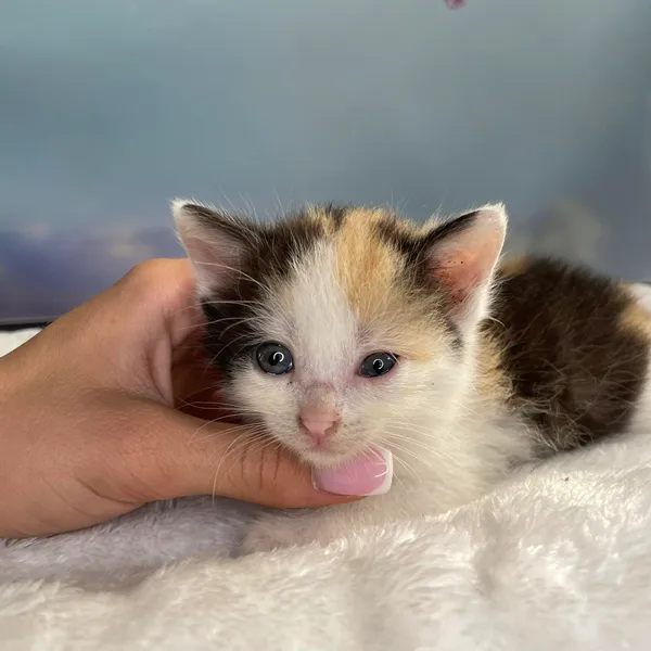 Kot do adopcji, Kielce, 1 lipca 2024