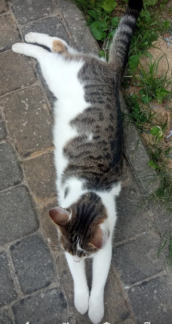 Zaginął kot, Łańcut, 1 lipca 2024 (3/4)