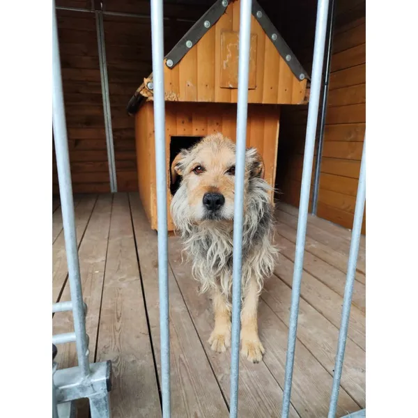 Znaleziono psa, Białystok, 29 czerwca 2024