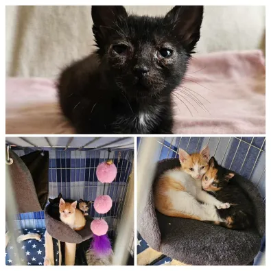 Kot do adopcji, Oborniki, 21 czerwca 2024 (1/5)