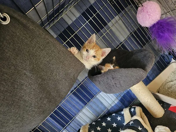 Kot do adopcji, Oborniki, 21 czerwca 2024 (4/5)