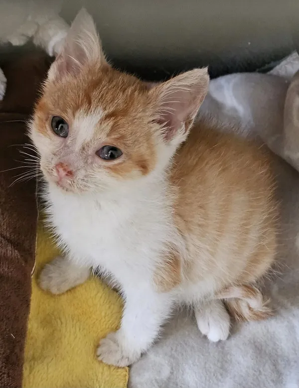 Kot do adopcji, Oborniki, 21 czerwca 2024 (5/5)