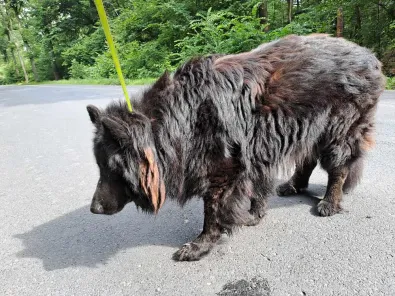 Pies do adopcji, Oborniki, 14 czerwca 2024 (1/5)