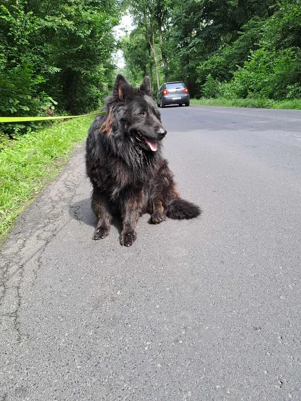 Pies do adopcji, Oborniki, 14 czerwca 2024 (3/5)