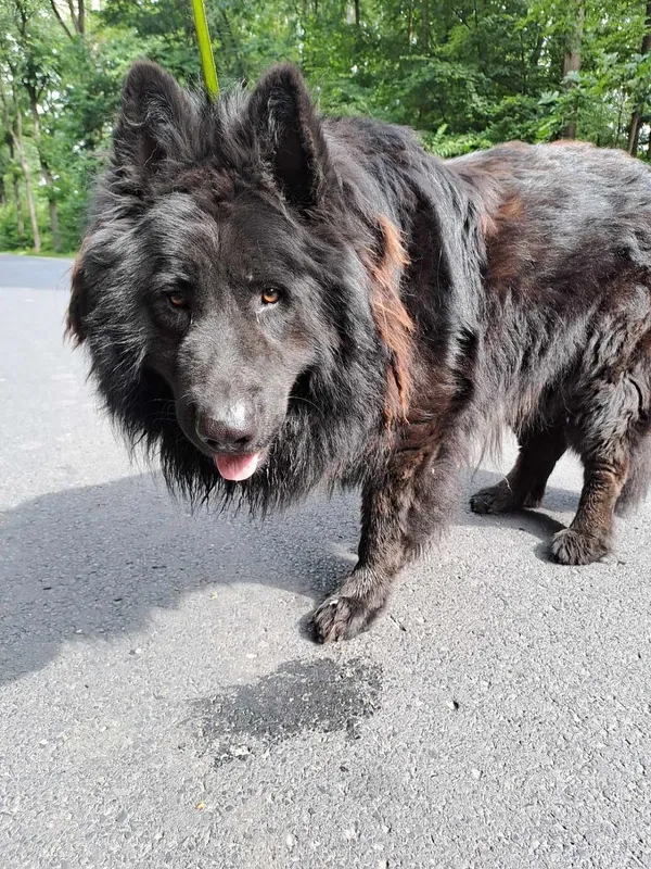 Pies do adopcji, Oborniki, 14 czerwca 2024 (4/5)