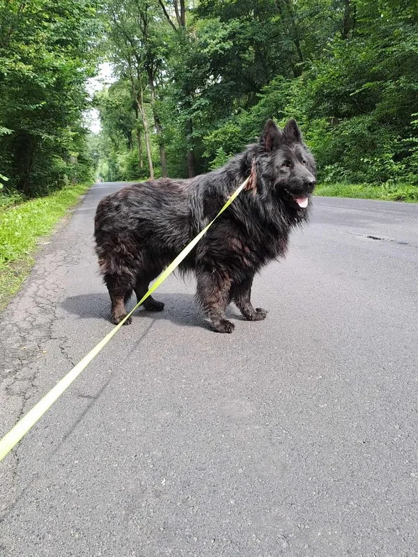 Pies do adopcji, Oborniki, 14 czerwca 2024 (5/5)