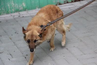 Pies do adopcji, Oborniki, 1 czerwca 2024 (1/5)