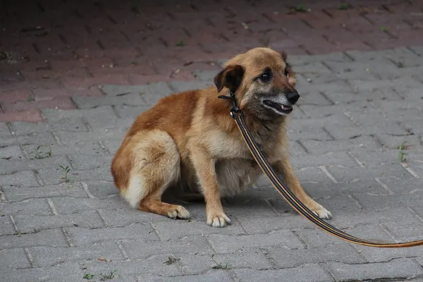 Pies do adopcji, Oborniki, 1 czerwca 2024 (3/5)