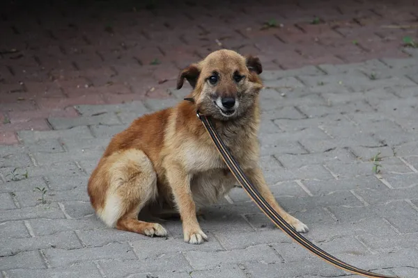 Pies do adopcji, Oborniki, 1 czerwca 2024 (4/5)