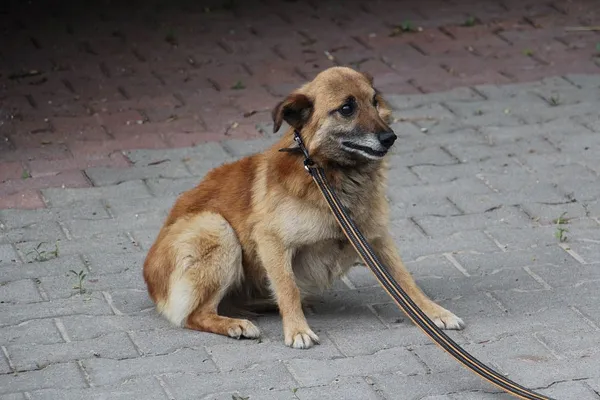 Pies do adopcji, Oborniki, 1 czerwca 2024 (5/5)