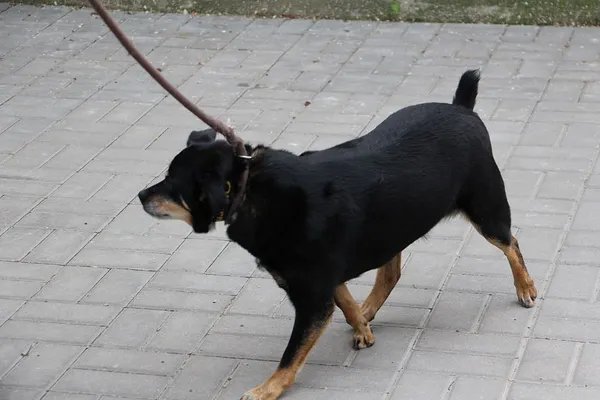 Pies do adopcji, Oborniki, 1 czerwca 2024 (2/5)