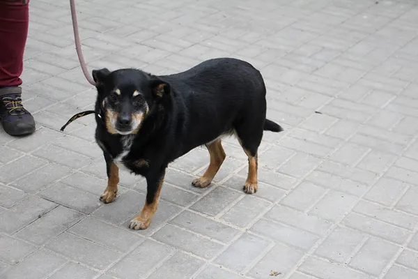 Pies do adopcji, Oborniki, 1 czerwca 2024 (4/5)