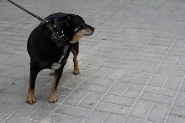 Pies do adopcji, Oborniki, 1 czerwca 2024 (5/5)