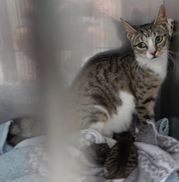 Znaleziono kota, Gdańsk, 1 lipca 2024