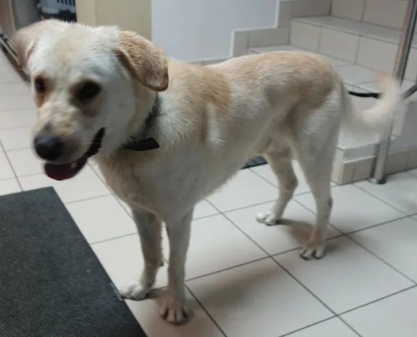 Znaleziono psa, Gdańsk, 1 lipca 2024