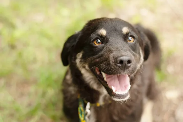 Pies do adopcji, Nowodwór, 1 lipca 2024 (1/5)