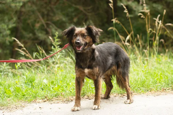 Pies do adopcji, Nowodwór, 1 lipca 2024 (1/5)