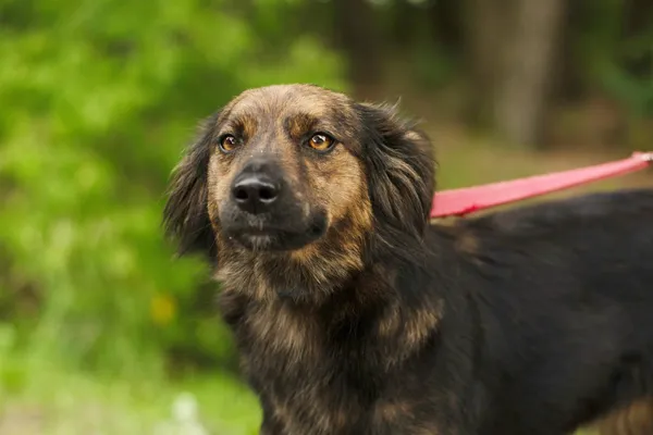 Pies do adopcji, Nowodwór, 1 lipca 2024 (3/5)