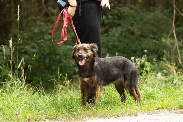 Pies do adopcji, Nowodwór, 1 lipca 2024 (4/5)