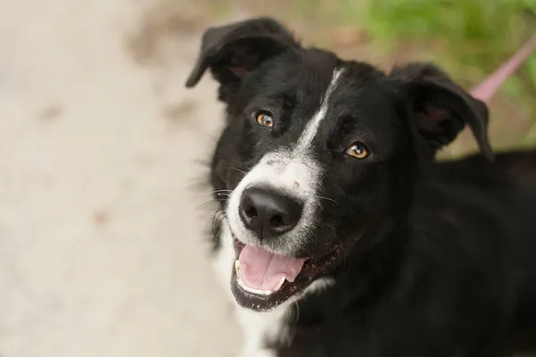 Pies do adopcji, Nowodwór, 1 lipca 2024 (1/5)