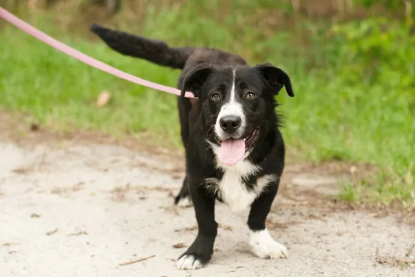 Pies do adopcji, Nowodwór, 1 lipca 2024 (2/5)