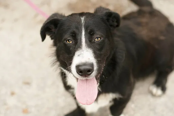 Pies do adopcji, Nowodwór, 1 lipca 2024 (3/5)