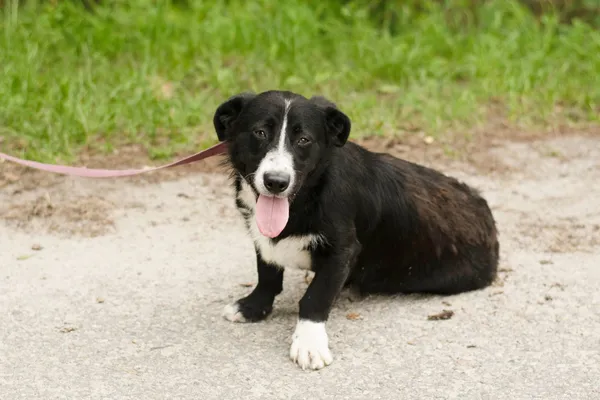 Pies do adopcji, Nowodwór, 1 lipca 2024 (5/5)