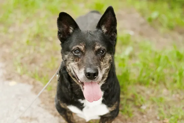 Pies do adopcji, Nowodwór, 1 lipca 2024 (1/5)