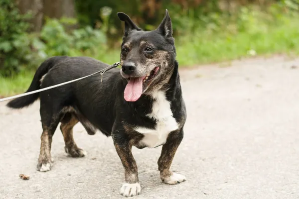 Pies do adopcji, Nowodwór, 1 lipca 2024 (4/5)