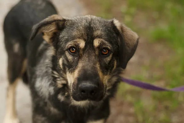 Pies do adopcji, Nowodwór, 1 lipca 2024 (1/5)