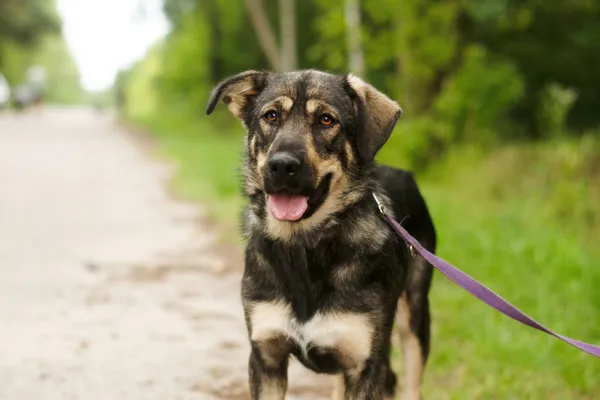 Pies do adopcji, Nowodwór, 1 lipca 2024 (3/5)