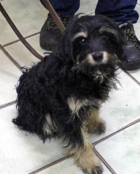 Znaleziono psa, Łódź, 1 lipca 2024 (2/3)