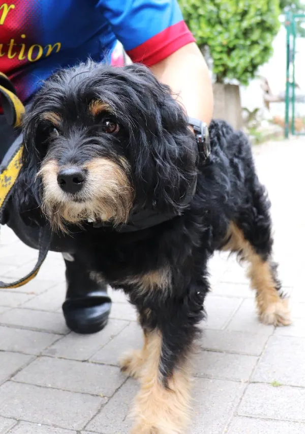 Znaleziono psa, Łódź, 1 lipca 2024 (3/3)