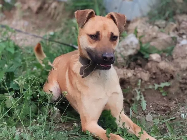 Pies do adopcji, Pawłowo, 20 czerwca 2024 (1/3)