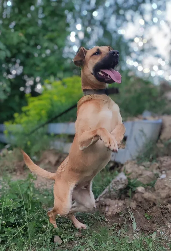 Pies do adopcji, Pawłowo, 20 czerwca 2024 (2/3)