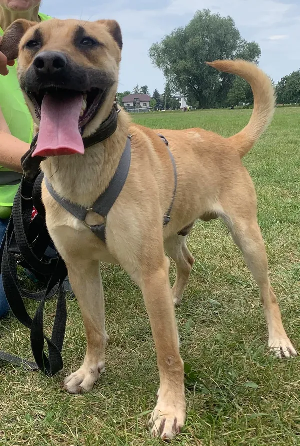 Pies do adopcji, Pawłowo, 20 czerwca 2024 (3/3)
