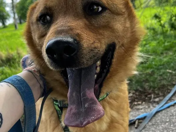 Pies do adopcji, Pawłowo, 19 czerwca 2024 (1/2)