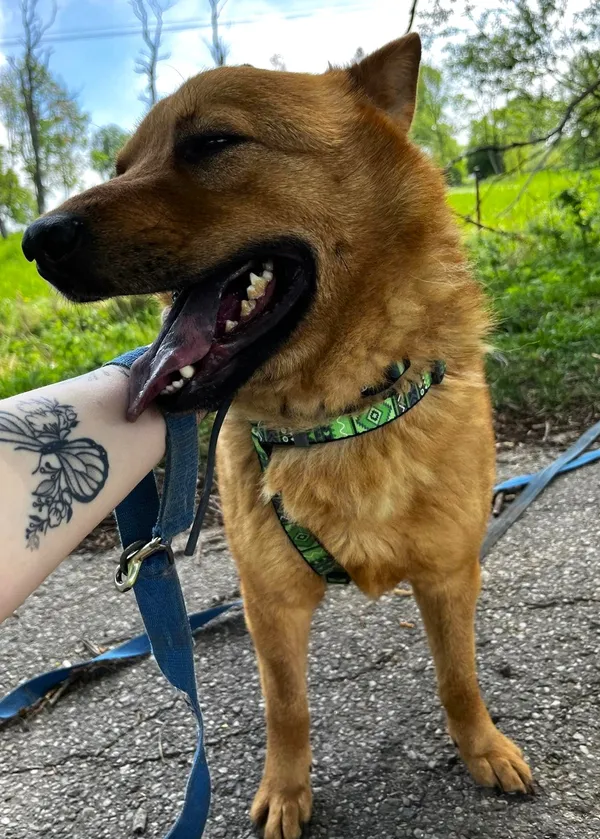 Pies do adopcji, Pawłowo, 19 czerwca 2024 (2/2)