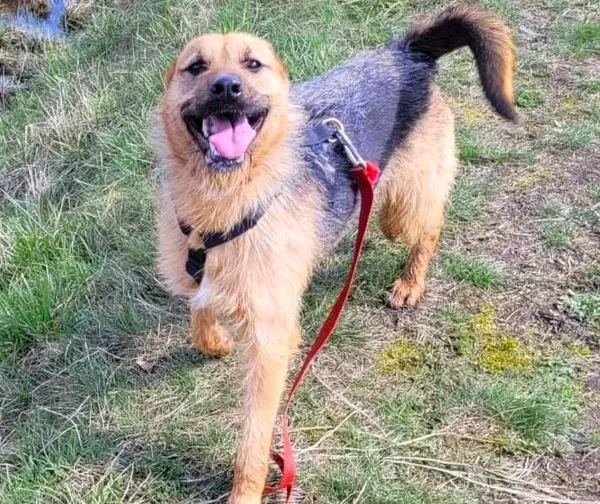 Pies do adopcji, Pawłowo, 23 kwietnia 2024 (1/3)