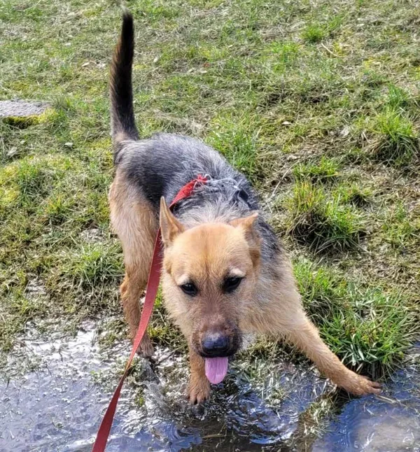 Pies do adopcji, Pawłowo, 23 kwietnia 2024 (2/3)