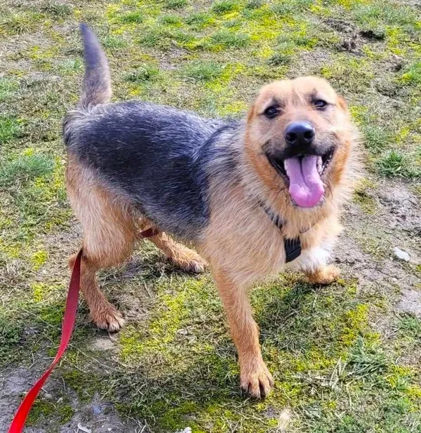 Pies do adopcji, Pawłowo, 23 kwietnia 2024 (3/3)