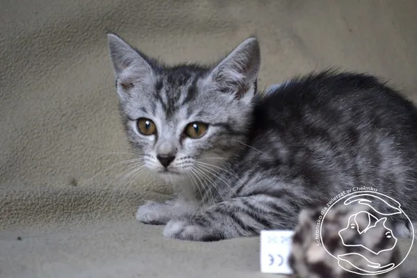 Kot do adopcji, Chełmek, 21 czerwca 2024