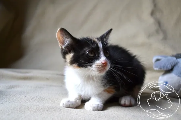 Kot do adopcji, Chełmek, 21 czerwca 2024