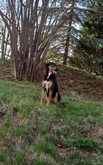 Zaginął pies, Wałbrzych, Szczawienko, 2 lipca 2024 (2/3)